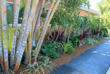 plant installation landscape design fort lauderdale